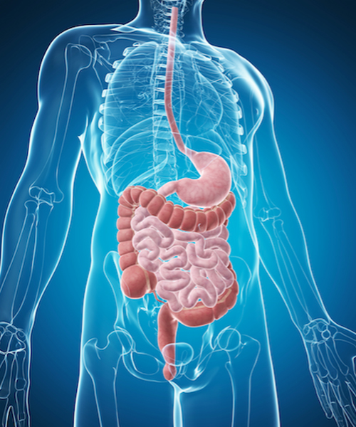 Endoscopía Digestiva Alta