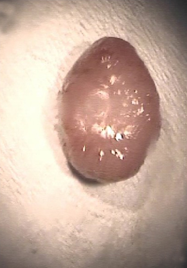 Dr Gaspar Farias Marín